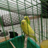 مرغ عشق|پرنده|جوانرود, |دیوار