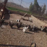 خروس سیاه خالص|حیوانات مزرعه|قم, بنیاد|دیوار