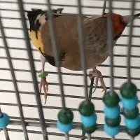 سهره دورگ کرمونی|پرنده|شیراز, مسلم|دیوار