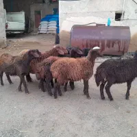 ۸راس بره گوسفند|حیوانات مزرعه|باغ حلی, |دیوار