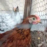 جوجه رسمی