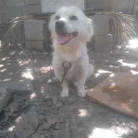 پامر نر ۲ ساله