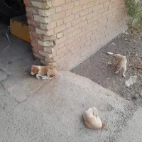 پاکوتاه رایگان