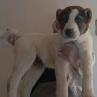 توله سگ الابای ترکمنستان نگهبان گله ای