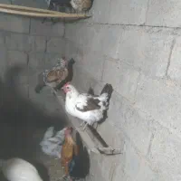 مرغ و خروس گلین لری|حیوانات مزرعه|ویلکیج, |دیوار