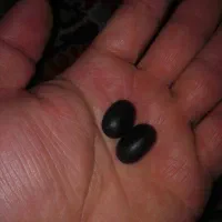 مهره تضمینی قدیمی|جواهرات|بندرعباس, |دیوار