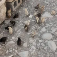 فروش دوعددمرغ باجوجه|حیوانات مزرعه|لنده, |دیوار