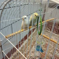 مرغ عشق مولد|پرنده|پیر بکران, |دیوار