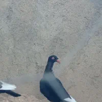 دنش|پرنده|جوین, |دیوار