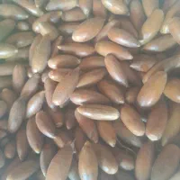 نیازمند ۳۰۰ میلیون سرمایه آزاد