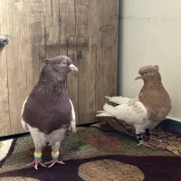 جفت زات قدیم مرددشت