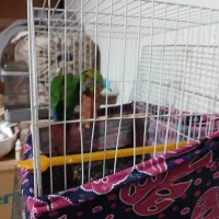 گرنچیک موولد رام شده