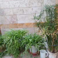 گلدان وگل های طبیعی