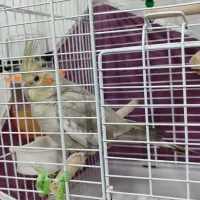 عروس هلندی|پرنده|کومله, |دیوار