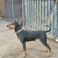 سگ دوبرمن خالص|سگ|کرمان, |دیوار