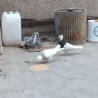 کفتر طوقی سار ساده المانی جفتگاه|پرنده|مشهد, گلشور|دیوار