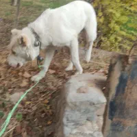 توله کانگال الابای|سگ|مشهد, تبادکان|دیوار