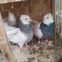 کفتر طوقی کاکولی|پرنده|تهران, افسریه شمالی|دیوار