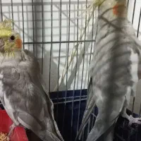 سهره عروس قناری