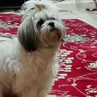 سگ شیتزو|سگ|کرج, حسن آباد|دیوار