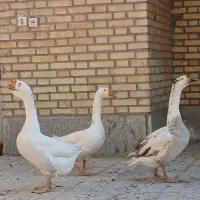 فروش قوغاز|حیوانات مزرعه|شیراز, کوشک میدان|دیوار