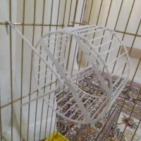 قفس پرنده|لوازم جانبی حیوانات|نیشابور, پنجراه|دیوار