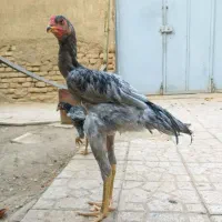 جوجه لاری طوسی|حیوانات مزرعه|تهران, شهرک ولیعصر شمالی|دیوار