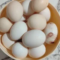 تخم مرغ گلین|حیوانات مزرعه|شوشتر, |دیوار