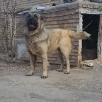 سگهای سرابی