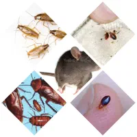 سمپاشی ساس سم پاشی موریانه سوسک کابینت موش