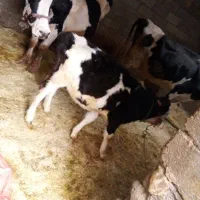 گوساله ماده|حیوانات مزرعه|الشتر, |دیوار