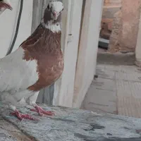 طوقی|پرنده|شیبکوه (فارس), |دیوار