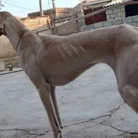 سگ تازی شکاری|سگ|جرقویه, |دیوار