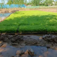 بانک نشا|خدمات باغبانی و درختکاری|کوچصفهان, |دیوار