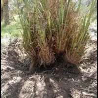 جونگ یا پا جوش درخت سی ساله