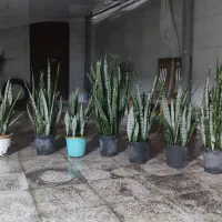 گل سانسوریا نهال