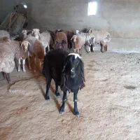 بره چینی نر واسه قوچی عالی کسی خواست