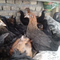 جوجه گلپایگانی3ماهه