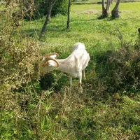 ماده بز و نر بز آلپاین|حیوانات مزرعه|لاهیجان, بازکیاگوراب|دیوار