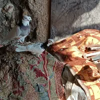 کبوتر طوقی|پرنده|وراوی, |دیوار