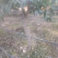 فروش|گل و گیاه طبیعی|نکا, |دیوار