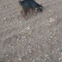 سه تا بز خوب جوان