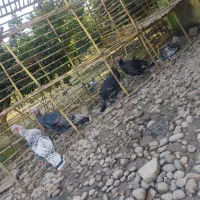 بوقلمون ماده کرچ شو|حیوانات مزرعه|جویبار, |دیوار