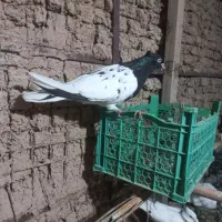 پرنده کله ای ماده|پرنده|اندیمشک, |دیوار