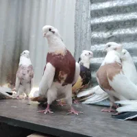 کبوتر نقابی|پرنده|هرسین, |دیوار