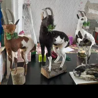 دکوری بزغاله|صنایع دستی و سایر لوازم تزئینی|تبریز, |دیوار