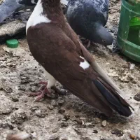 جفت چپ دم سرخ افشون. معاوضه باعروس هلندی