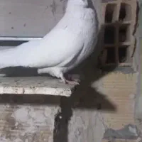 کبوتر سفید