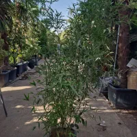 گیاه نی خیزران