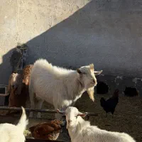 نر بز نژاد ثانن سن 11 ماهه